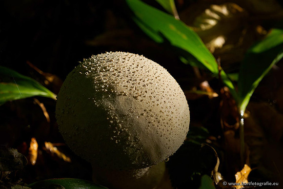 Paddenstoelen 2019, Bart Fotografie-005