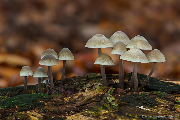 Paddenstoelen 2019, Bart Fotografie-115