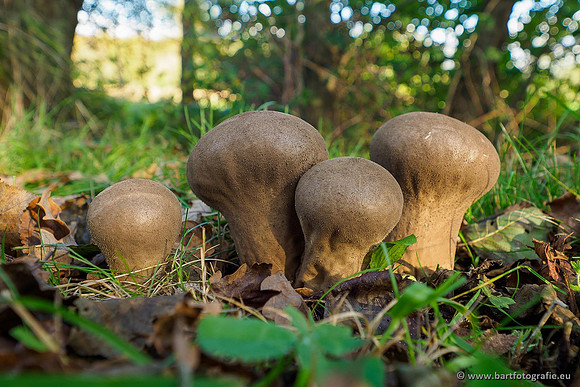 Paddenstoelen 2019, Bart Fotografie-080