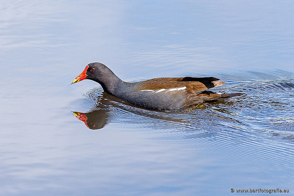 Kust- en Watervogels, Bart Fotografie-549