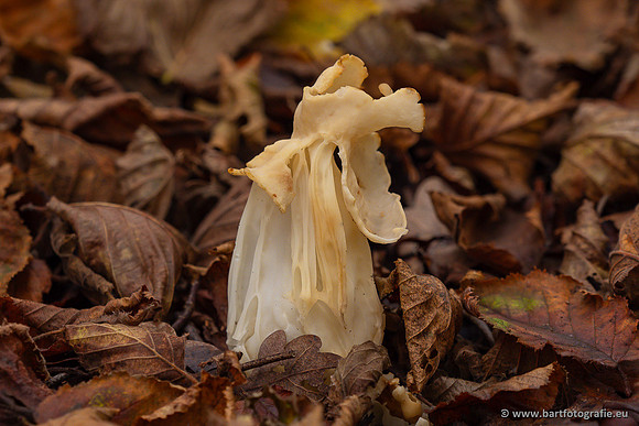 Paddenstoelen 2024-096