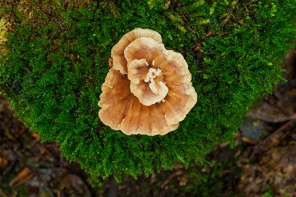 P9255459