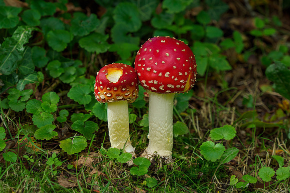 P9305782