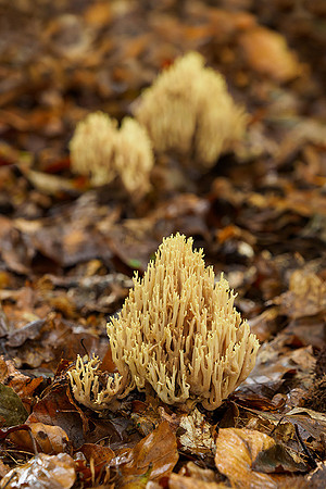 P9305845