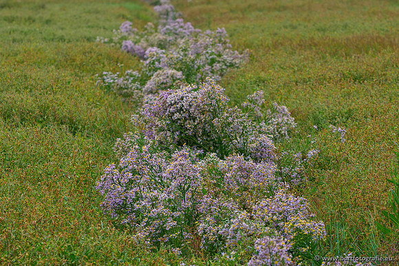 Friesland september 2020 Bart Fotografie-082