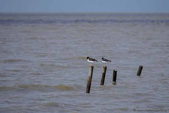 Friesland september 2020 Bart Fotografie-039