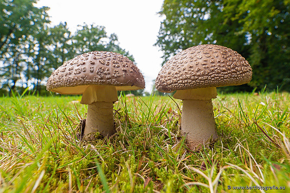 Paddenstoelen 2024-016