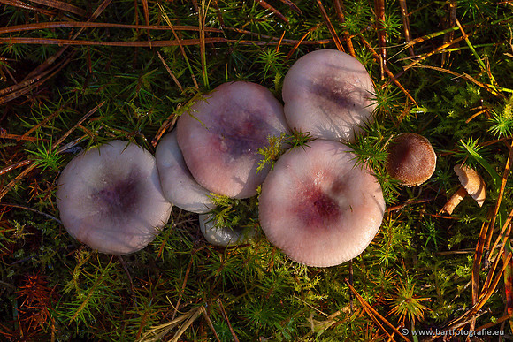 Paddenstoelen 2024-086