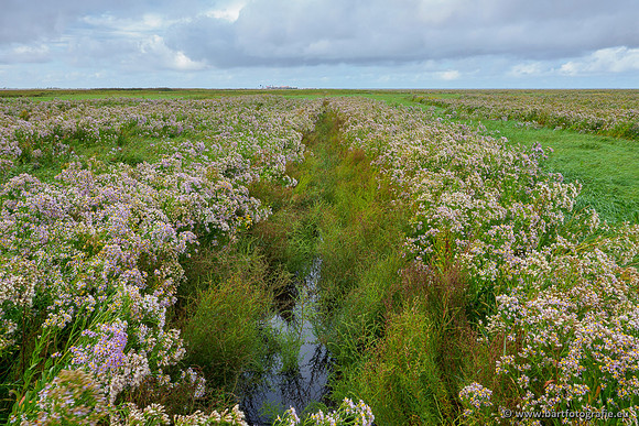 Friesland september 2020 Bart Fotografie-077