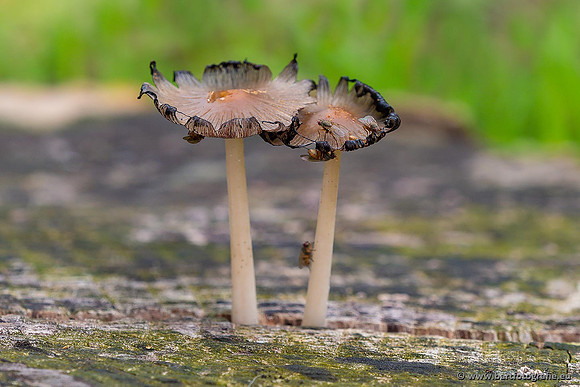 Paddenstoelen 2021, Bart Fotografie-002