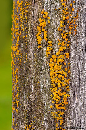 Paddenstoelen 2021, Bart Fotografie-004