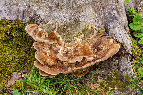 Paddenstoelen 2021, Bart Fotografie-005