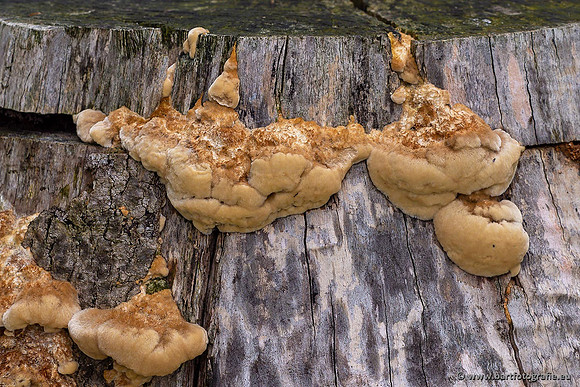 Paddenstoelen 2021, Bart Fotografie-006