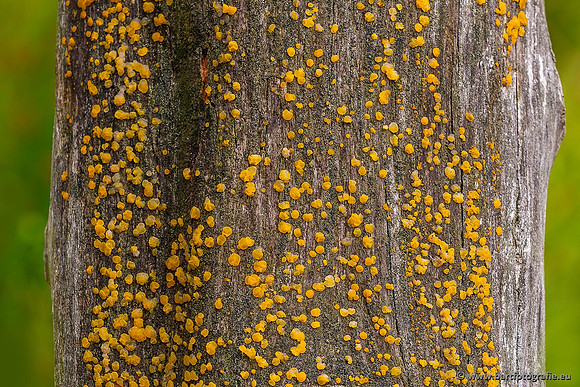Paddenstoelen 2021, Bart Fotografie-003