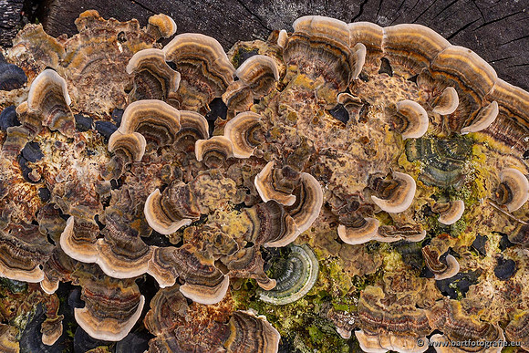 Paddenstoelen 2021, Bart Fotografie-007