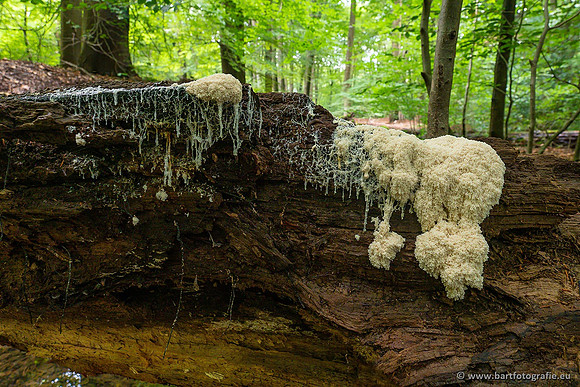 Paddenstoelen 2021, Bart Fotografie-008