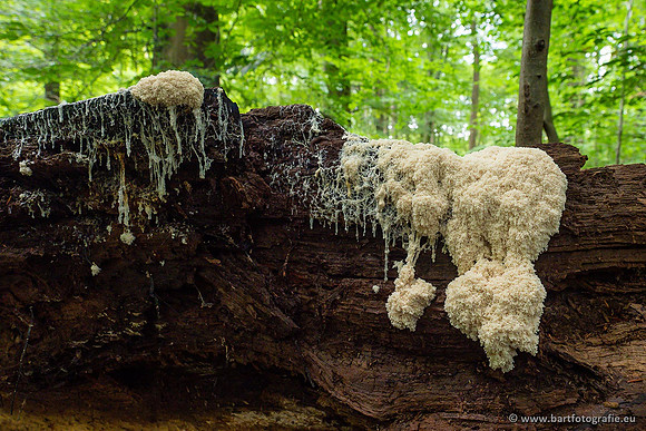 Paddenstoelen 2021, Bart Fotografie-010