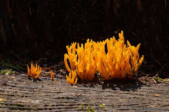 Paddenstoelen 2021, Bart Fotografie-013