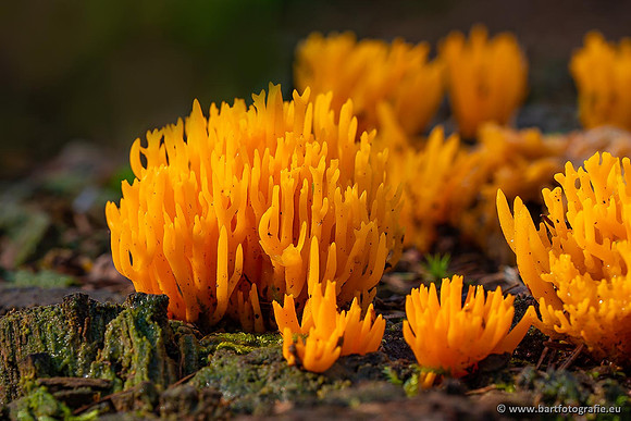 Paddenstoelen 2021, Bart Fotografie-016