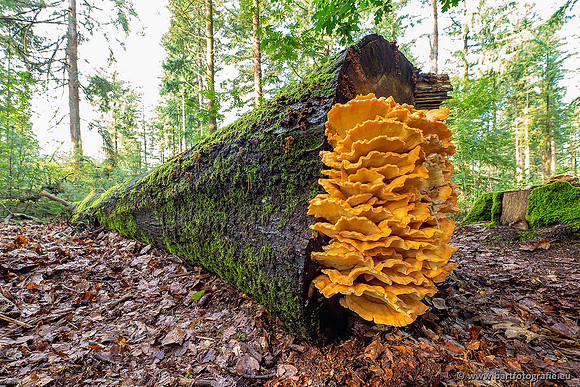 Paddenstoelen 2021, Bart Fotografie-012