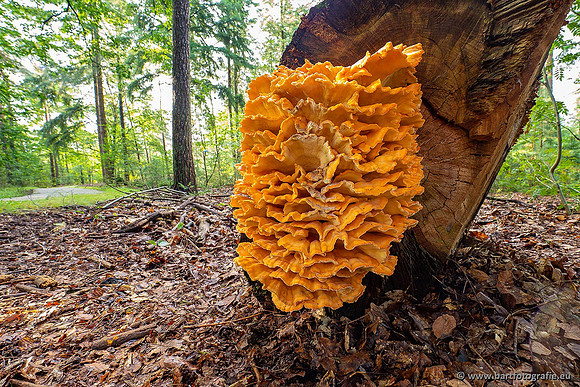 Paddenstoelen 2021, Bart Fotografie-011