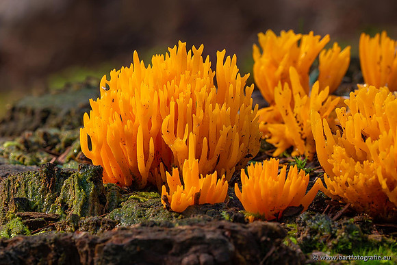 Paddenstoelen 2021, Bart Fotografie-015