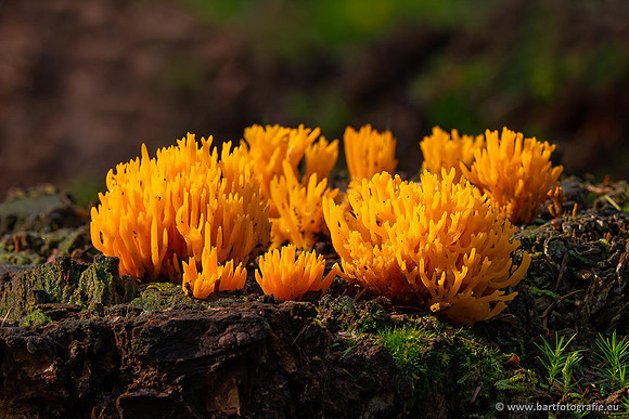 Paddenstoelen 2021, Bart Fotografie-014