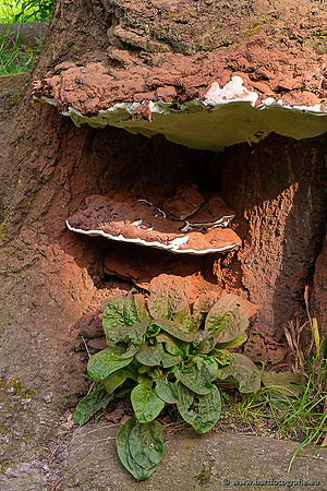Paddenstoelen 2021, Bart Fotografie-019