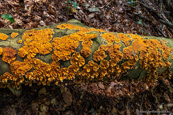 Paddenstoelen 2021, Bart Fotografie-017