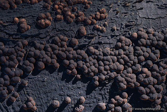 Paddenstoelen 2021, Bart Fotografie-020