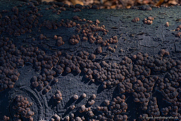 Paddenstoelen 2021, Bart Fotografie-021