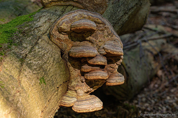 Paddenstoelen 2021, Bart Fotografie-022