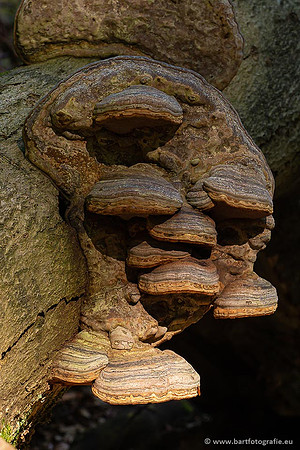 Paddenstoelen 2021, Bart Fotografie-023