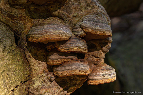 Paddenstoelen 2021, Bart Fotografie-024
