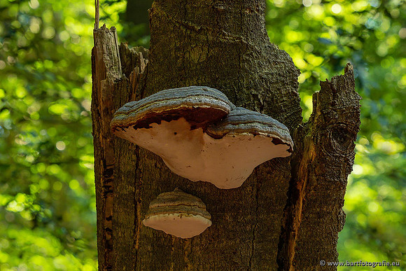 Paddenstoelen 2021, Bart Fotografie-025