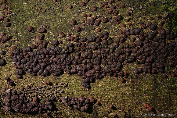 Paddenstoelen 2021, Bart Fotografie-026