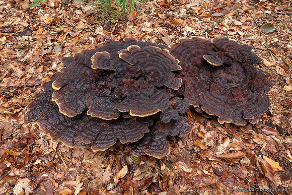 Paddenstoelen 2021, Bart Fotografie-028