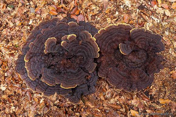 Paddenstoelen 2021, Bart Fotografie-027