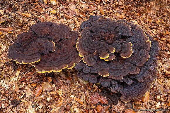 Paddenstoelen 2021, Bart Fotografie-029