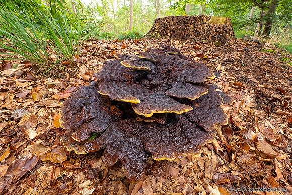 Paddenstoelen 2021, Bart Fotografie-030