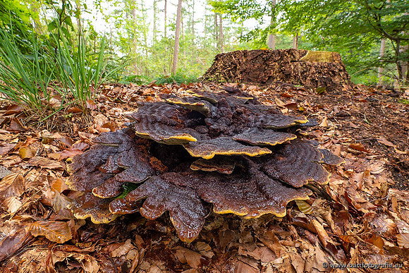 Paddenstoelen 2021, Bart Fotografie-031