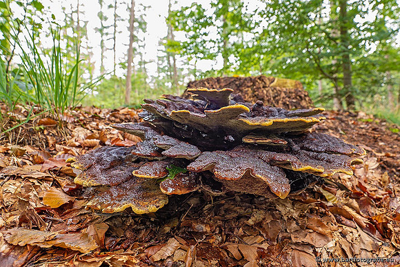 Paddenstoelen 2021, Bart Fotografie-033