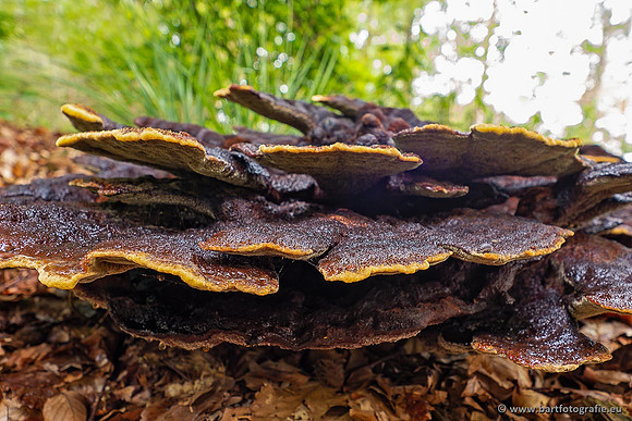Paddenstoelen 2021, Bart Fotografie-035