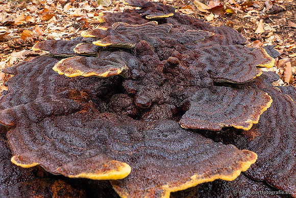 Paddenstoelen 2021, Bart Fotografie-032