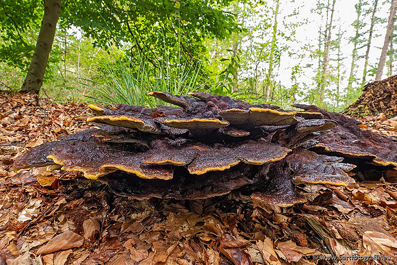 Paddenstoelen 2021, Bart Fotografie-034