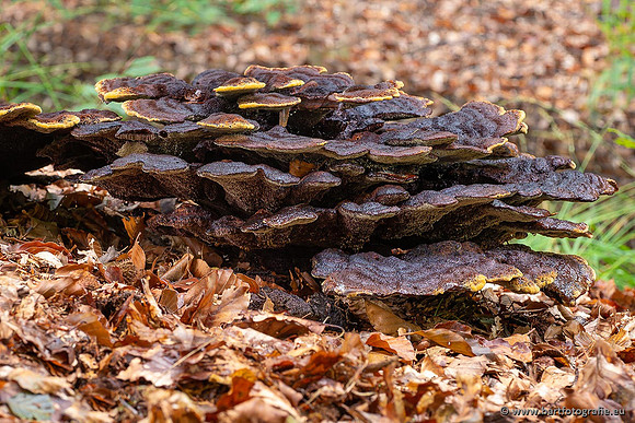 Paddenstoelen 2021, Bart Fotografie-036