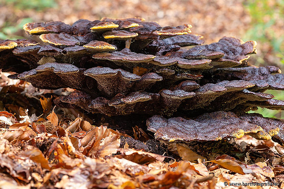 Paddenstoelen 2021, Bart Fotografie-037