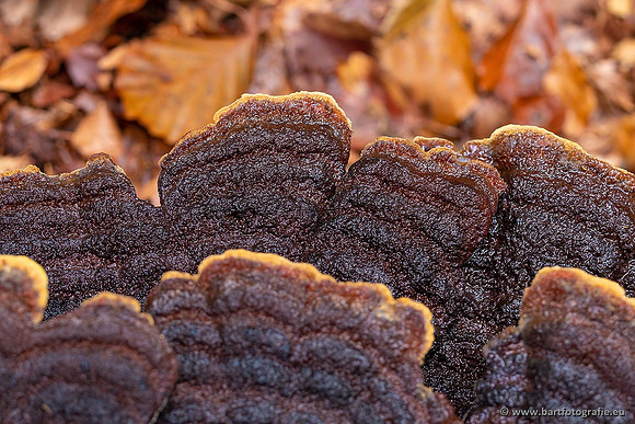 Paddenstoelen 2021, Bart Fotografie-038