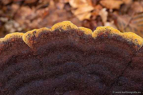 Paddenstoelen 2021, Bart Fotografie-040
