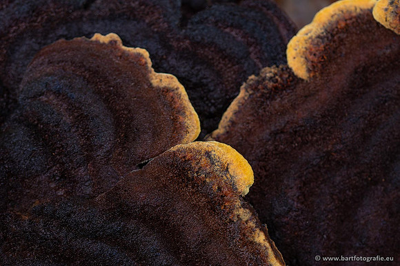 Paddenstoelen 2021, Bart Fotografie-041